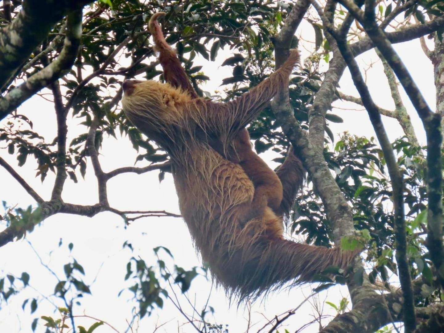 Monteverde Magic Mountain Buitenkant foto